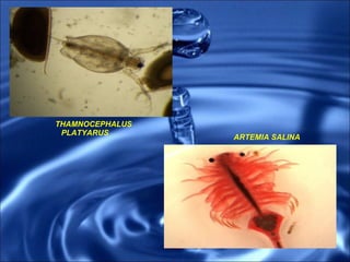 THAMNOCEPHALUS PLATYARUS ARTEMIA SALINA 