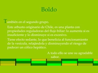 Boldo
También en el segundo grupo.
  Este arbusto originario de Chile, es una planta con
  propiedades reguladoras del flujo biliar: lo aumenta si es
  insuficiente y lo disminuye si es excesivo.
  Tiene efecto sedante, lo que beneficia al funcionamiento
  de la vesícula, relajándola y disminuyendo el riesgo de
  padecer un cólico hepático.
                              A todo ello se une su agradable
                                sabor.
 