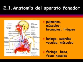 2.1.Anatomía del aparato fonador

                   pulmones,
                    músculos,
                    bronquios, tráquea

                   laringe, cuerdas
                    vocales, músculos

                   faringe, boca,
                    fosas nasales
 