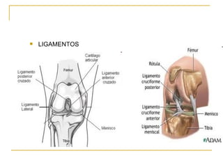 LIGAMENTOS 