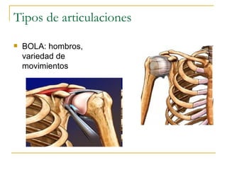 Tipos de articulaciones BOLA: hombros, variedad de movimientos 