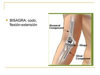 BISAGRA: codo, flexión-extensíón 