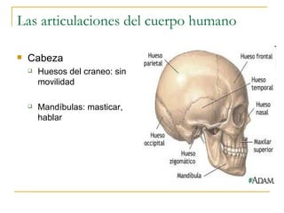 Las articulaciones del cuerpo humano Cabeza Huesos del craneo: sin movilidad Mandíbulas: masticar, hablar 