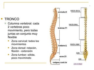 TRONCO Columna vertebral: cada 2 vertebras poco movimiento, pero todas juntas en conjunto muy flexible Zona cervical: todos los movimientos Zona dorsal: rotación, flexión - extensión Zona lumbar: sólida, poco movimineto 