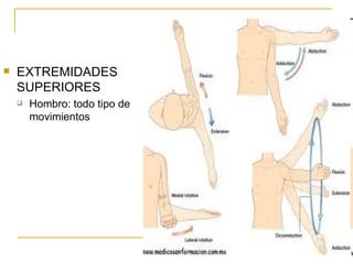 EXTREMIDADES SUPERIORES Hombro: todo tipo de movimientos 