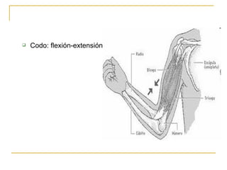Codo: flexión-extensión 
