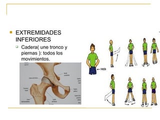 EXTREMIDADES INFERIORES Cadera( une tronco y piernas ): todos los movimientos. 