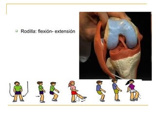 Rodilla: flexión- extensión 