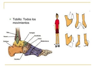 Tobillo: Todos los movimientos 