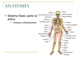ANATOMÍA Sistema Óseo: parte no activa Huesos y articulaciones 