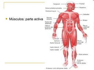 Músculos: parte activa 