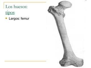 Los huesos: tipos Largos: femur 