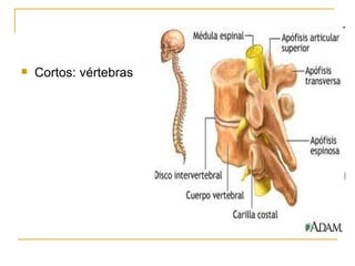Cortos: vértebras 