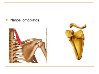 Planos: omóplatos 
