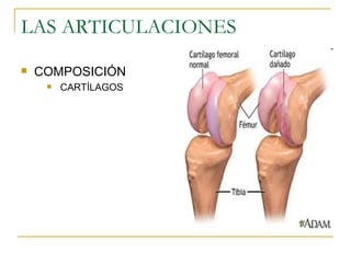 LAS ARTICULACIONES COMPOSICIÓN CARTÍLAGOS 