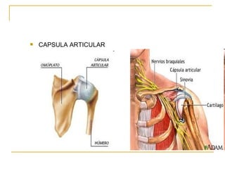 CAPSULA ARTICULAR 