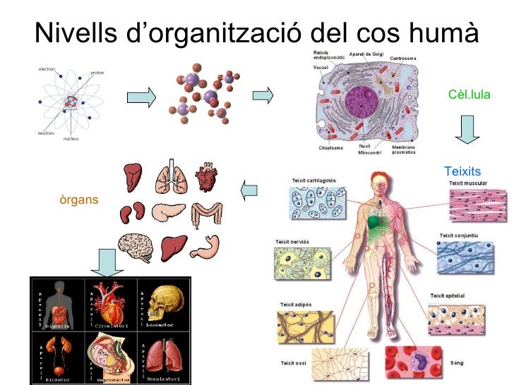 La salut humana