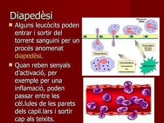 Diapedèsi Alguns leucòcits poden entrar i sortir del torrent sanguini per un procés anomenat  diapedèsi . Quan reben senyals d’activació, per exemple per una inflamació, poden passar entre les cèl.lules de les parets dels capil.lars i sortir cap als teixits. 