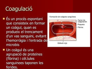 Coagulació És un procés espontani que consisteix en formar un coàgul, quan es produeix el trencament d’un vas sanguini, evitant l’hemorràgia i l’entrada de microbis Un coàgul és una agrupació de proteïnes (fibrina) i cèl.lules sanguinees taponen les ferides. 