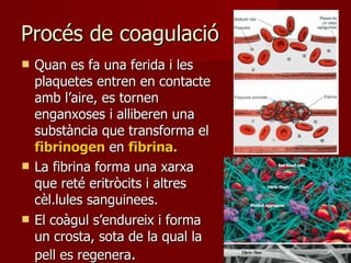 Procés de coagulació Quan es fa una ferida i les plaquetes entren en contacte amb l’aire, es tornen enganxoses i alliberen una substància que transforma el  fibrinogen  en  fibrina. La fibrina forma una xarxa que reté eritròcits i altres cèl.lules sanguinees. El coàgul s’endureix i forma un crosta, sota de la qual la pell es regenera . 