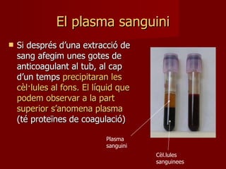 El plasma sanguini Si després d’una extracció de sang afegim unes gotes de anticoagulant al tub, al cap d’un temps  precipitaran les cèl·lules al fons. El líquid que podem observar a la part superior s’anomena plasma  (té proteïnes de coagulació) Plasma sanguini Cèl.lules sanguinees 