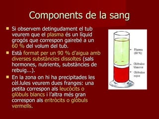 Components de la sang Si observem detingudament el tub veurem que el  plasma  és un líquid grogós que correspon gairebé a un  60 %  del volum del tub. Està  format per un 90 % d’aigua amb diverses substàncies dissoltes  (sals hormones, nutrients, substàncies de rebuig...). En la zona on hi ha precipitades les cèl.lules veurem dues franges: una petita correspon als  leucòcits o glòbuls blancs  i l’altra més gran correspon als  eritròcits o glòbuls vermells . 