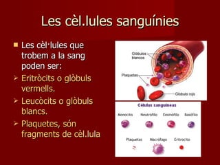 Les cèl.lules sanguínies Les cèl·lules que trobem a la sang poden ser: Eritròcits o glòbuls vermells. Leucòcits o glòbuls blancs. Plaquetes, són fragments de cèl.lula 