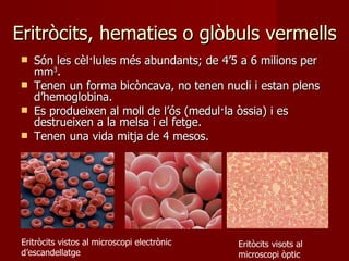 Eritròcits, hematies o glòbuls vermells Són les cèl·lules més abundants; de 4’5 a 6 milions per mm 3 . Tenen un forma bicòncava, no tenen nucli i estan plens d’hemoglobina. Es produeixen al moll de l’ós (medul·la òssia) i es destrueixen a la melsa i el fetge. Tenen una vida mitja de 4 mesos. Eritròcits vistos al microscopi electrònic d’escandellatge Eritòcits visots al microscopi òptic 