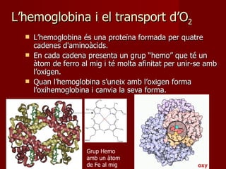 L’hemoglobina i el transport d’O 2 L’hemoglobina és una proteïna formada per quatre cadenes d'aminoàcids. En cada cadena presenta un grup “hemo” que té un àtom de ferro al mig i té molta afinitat per unir-se amb l’oxigen. Quan l’hemoglobina s’uneix amb l’oxigen forma l’oxihemoglobina i canvia la seva forma. Grup Hemo amb un àtom de Fe al mig 