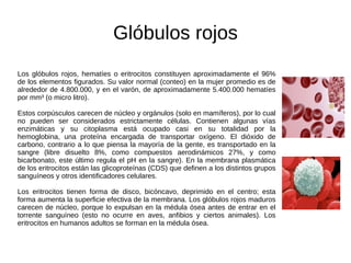 Glóbulos rojos Los glóbulos rojos, hematíes o eritrocitos constituyen aproximadamente el 96% de los elementos figurados. Su valor normal (conteo) en la mujer promedio es de alrededor de 4.800.000, y en el varón, de aproximadamente 5.400.000 hematíes por mm³ (o micro litro). Estos corpúsculos carecen de núcleo y orgánulos (solo en mamíferos), por lo cual no pueden ser considerados estrictamente células. Contienen algunas vías enzimáticas y su citoplasma está ocupado casi en su totalidad por la hemoglobina, una proteína encargada de transportar oxígeno. El dióxido de carbono, contrario a lo que piensa la mayoría de la gente, es transportado en la sangre (libre disuelto 8%, como compuestos aerodinámicos 27%, y como bicarbonato, este último regula el pH en la sangre). En la membrana plasmática de los eritrocitos están las glicoproteínas (CDS) que definen a los distintos grupos sanguíneos y otros identificadores celulares. Los eritrocitos tienen forma de disco, bicóncavo, deprimido en el centro; esta forma aumenta la superficie efectiva de la membrana. Los glóbulos rojos maduros carecen de núcleo, porque lo expulsan en la médula ósea antes de entrar en el torrente sanguíneo (esto no ocurre en aves, anfibios y ciertos animales). Los eritrocitos en humanos adultos se forman en la médula ósea. 