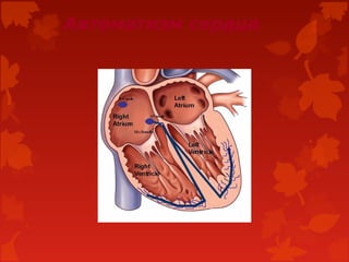 Автоматизм сердца