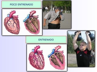 POCO ENTRENADO
ENTRENADO