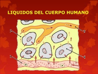 LIQUIDOS DEL CUERPO HUMANO