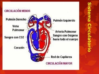 SistemaCirculatorio