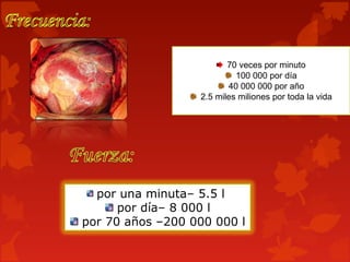 70 veces por minuto
100 000 por día
40 000 000 por año
2.5 miles miliones por toda la vida
por una minuta– 5.5 l
por día– 8 000 l
por 70 años –200 000 000 l
 