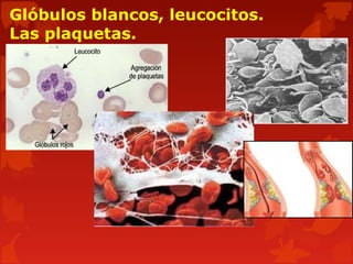 Glóbulos blancos, leucocitos.
Las plaquetas.
 