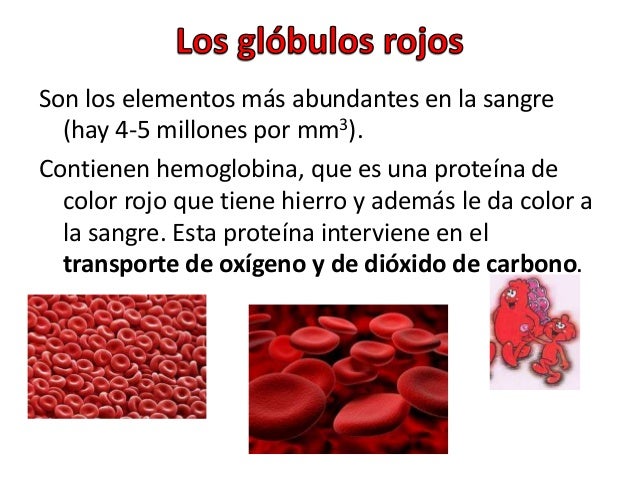 La sangre La sangre