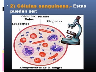  2) Células sanguíneas.- Estas
pueden ser:
 