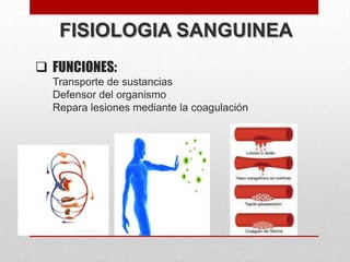 FISIOLOGIA SANGUINEA
 FUNCIONES:
Transporte de sustancias
Defensor del organismo
Repara lesiones mediante la coagulación

 