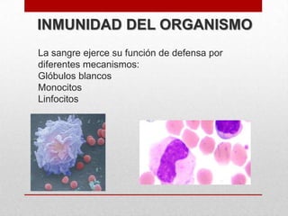 INMUNIDAD DEL ORGANISMO
La sangre ejerce su función de defensa por
diferentes mecanismos:
Glóbulos blancos
Monocitos
Linfocitos

 