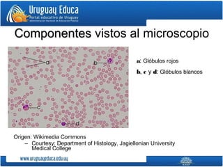 Origen: Wikimedia Commons
– Courtesy: Department of Histology, Jagiellonian University
Medical College
a: Glóbulos rojos
b, c y d: Glóbulos blancos
ComponentesComponentes vistos al microscopio
 