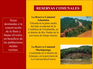 RESERVAS COMUNALES 
Áreas 
destinadas a la 
conservación 
de la flora y 
fauna silvestre, 
en beneficio de 
las poblaciones 
rurales 
vecinas. 
La Reserva Comunal 
Ashaninka 
Ubicada en la parte media 
del lado occidental de la 
Cordillera de Vilcabamba, en 
el distrito de Río Tambo de la 
provincia de Satipo (Junín) 
La Reserva Comunal 
Machiguenga 
Localizada en el distrito de 
Echarate, en la provincia de 
La Convención,(Cusco) 
 
