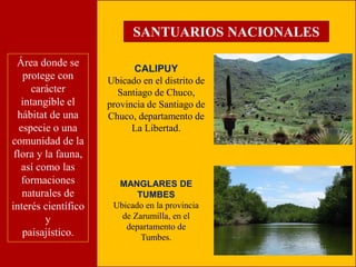 SANTUARIOS NACIONALES 
CALIPUY 
Ubicado en el distrito de 
Santiago de Chuco, 
provincia de Santiago de 
Chuco, departamento de 
La Libertad. 
MANGLARES DE 
TUMBES 
Ubicado en la provincia 
de Zarumilla, en el 
departamento de 
Tumbes. 
Área donde se 
protege con 
carácter 
intangible el 
hábitat de una 
especie o una 
comunidad de la 
flora y la fauna, 
así como las 
formaciones 
naturales de 
interés científico 
y 
paisajístico. 
 