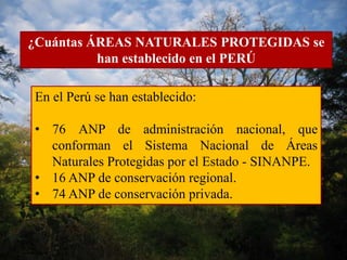 ¿Cuántas ÁREAS NATURALES PROTEGIDAS se 
han establecido en el PERÚ 
En el Perú se han establecido: 
• 76 ANP de administración nacional, que 
conforman el Sistema Nacional de Áreas 
Naturales Protegidas por el Estado - SINANPE. 
• 16 ANP de conservación regional. 
• 74 ANP de conservación privada. 
 