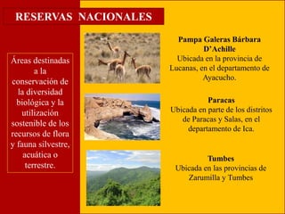 RESERVAS NACIONALES 
Pampa Galeras Bárbara 
D’Achille 
Ubicada en la provincia de 
Lucanas, en el departamento de 
Ayacucho. 
Tumbes 
Ubicada en las provincias de 
Zarumilla y Tumbes 
Áreas destinadas 
a la 
conservación de 
la diversidad 
biológica y la 
utilización 
sostenible de los 
recursos de flora 
y fauna silvestre, 
acuática o 
terrestre. 
Paracas 
Ubicada en parte de los distritos 
de Paracas y Salas, en el 
departamento de Ica. 
 