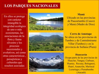 LOS PARQUES NACIONALES 
En ellos se protege 
con carácter 
intangible la 
integridad ecológica 
de uno o más 
ecosistemas, las 
asociaciones de la 
flora y fauna 
silvestre y los 
procesos 
sucesionales y 
evolutivos, así como 
otras características , 
paisajísticas y 
culturales que 
resulten asociadas 
Manú 
Ubicado en las provincias 
de Paucartambo (Cusco) 
y Manú (Madre de Dios) 
Cerro de Amotape 
Se ubica en las provincias de 
Tumbes y de Contralmirante 
Villar (Tumbes) y en la 
provincia de Sullana (Piura) 
Huascarán 
Ocupa parte de las provincias de 
Huaylas, Yungay, Carhuaz, 
Huaraz, Recuay, Bolognesi, 
Huari, Asunción, Mariscal 
Luzuriaga y Pomabamba 
(Ancash) 
 