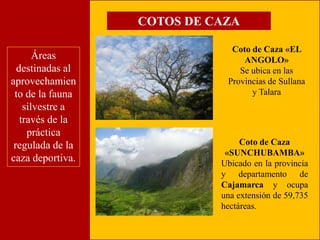 Áreas 
destinadas al 
aprovechamien 
to de la fauna 
silvestre a 
través de la 
práctica 
regulada de la 
caza deportiva. 
COTOS DE CAZA 
Coto de Caza «EL 
ANGOLO» 
Se ubica en las 
Provincias de Sullana 
y Talara 
Coto de Caza 
«SUNCHUBAMBA» 
Ubicado en la provincia 
y departamento de 
Cajamarca y ocupa 
una extensión de 59,735 
hectáreas. 
 