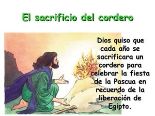 El sacrificio del cordero Dios quiso que cada año se sacrificara un cordero para celebrar la fiesta de la Pascua en recuerdo de la liberación de Egipto. 