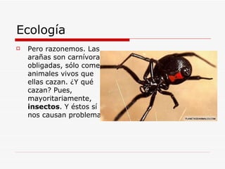 Ecología Pero razonemos. Las arañas son carnívoras obligadas, sólo comen animales vivos que ellas cazan. ¿Y qué cazan? Pues, mayoritariamente, insectos . Y éstos sí nos causan problemas.