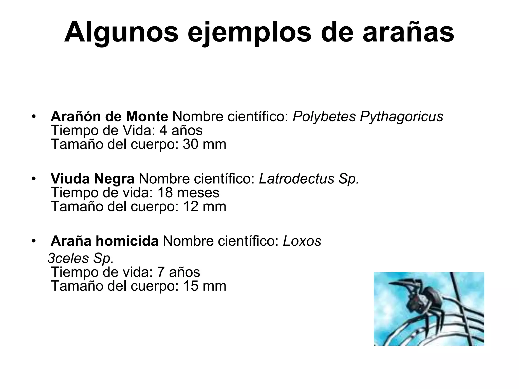 Algunos ejemplos de arañas

• Arañón de Monte Nombre científico: Polybetes Pythagoricus
  Tiempo de Vida: 4 años
  Tamaño del cuerpo: 30 mm

• Viuda Negra Nombre científico: Latrodectus Sp.
  Tiempo de vida: 18 meses
  Tamaño del cuerpo: 12 mm

• Araña homicida Nombre científico: Loxos
  3celes Sp.
  Tiempo de vida: 7 años
  Tamaño del cuerpo: 15 mm
 